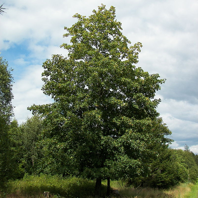 Acer pseudoplatanus - immagine 4