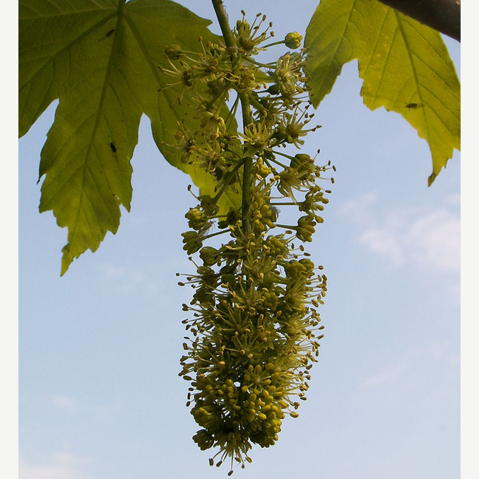 Acer pseudoplatanus - immagine 3