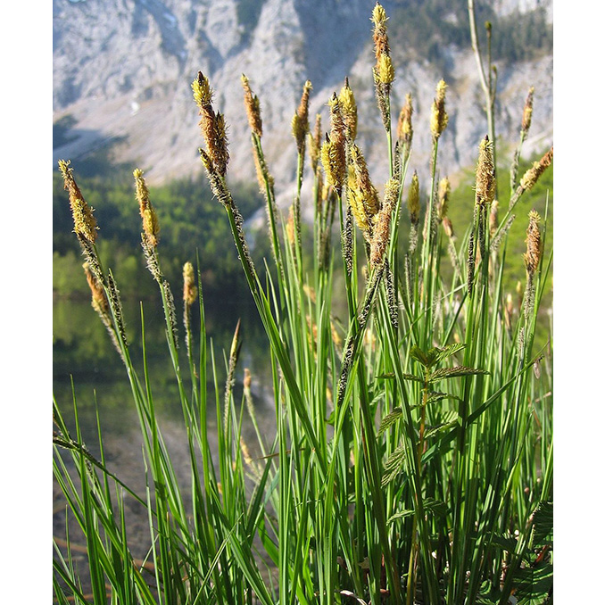 Carex elata - immagine 4