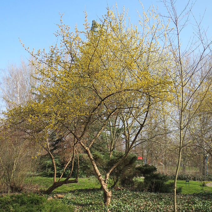 Cornus mas - immagine 2