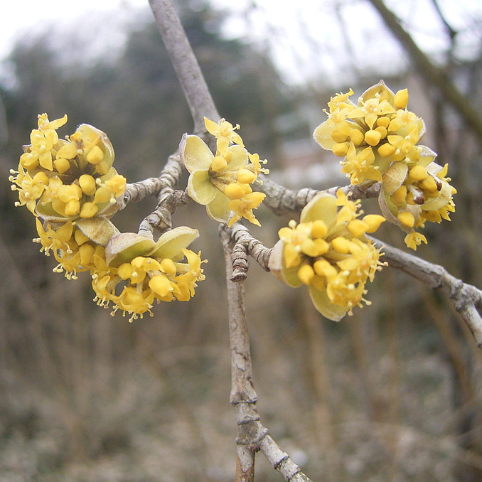 Cornus mas - immagine 3