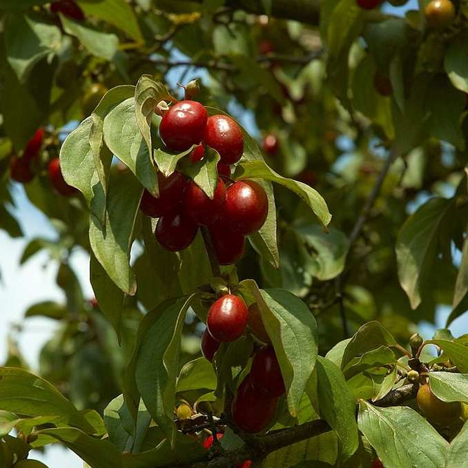 Cornus mas - immagine 4