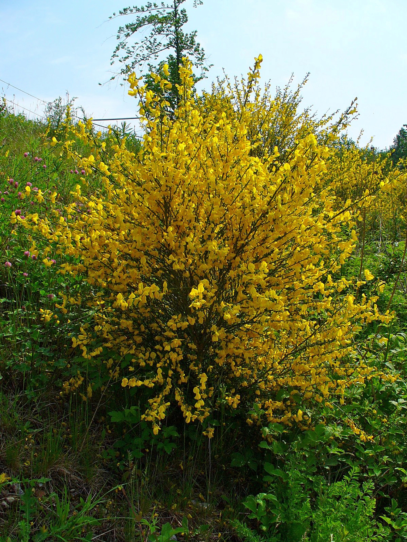 Cytisus scoparius - immagine 2