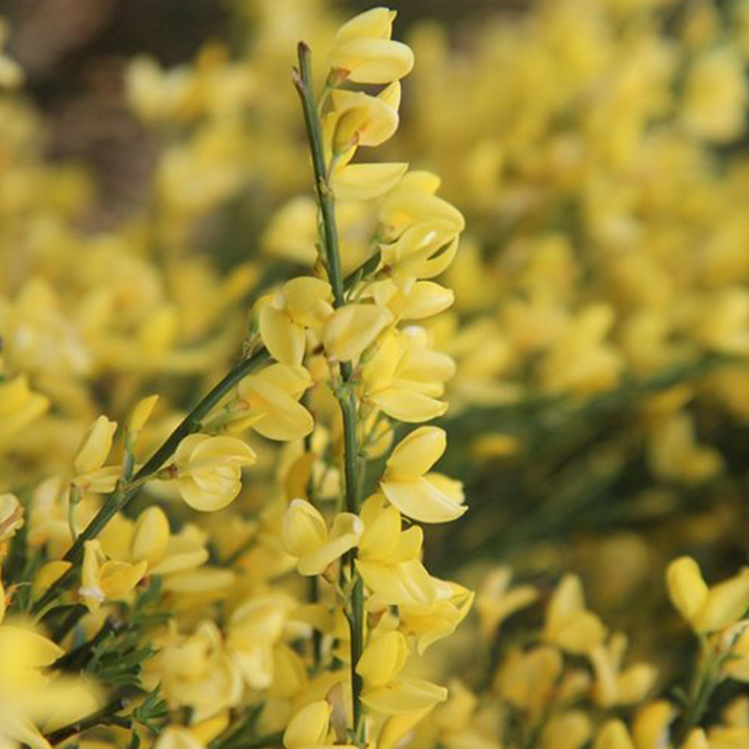 Cytisus scoparius - immagine 4