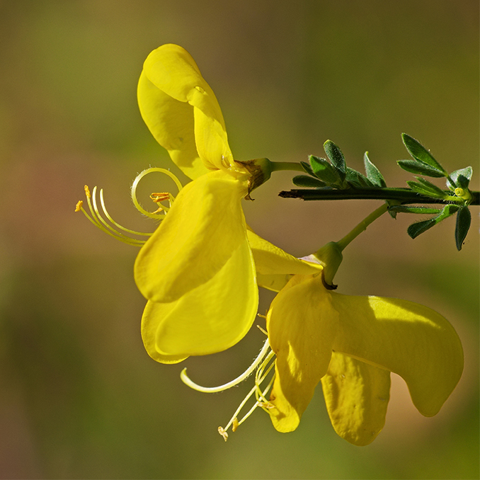 Cytisus scoparius - immagine 3