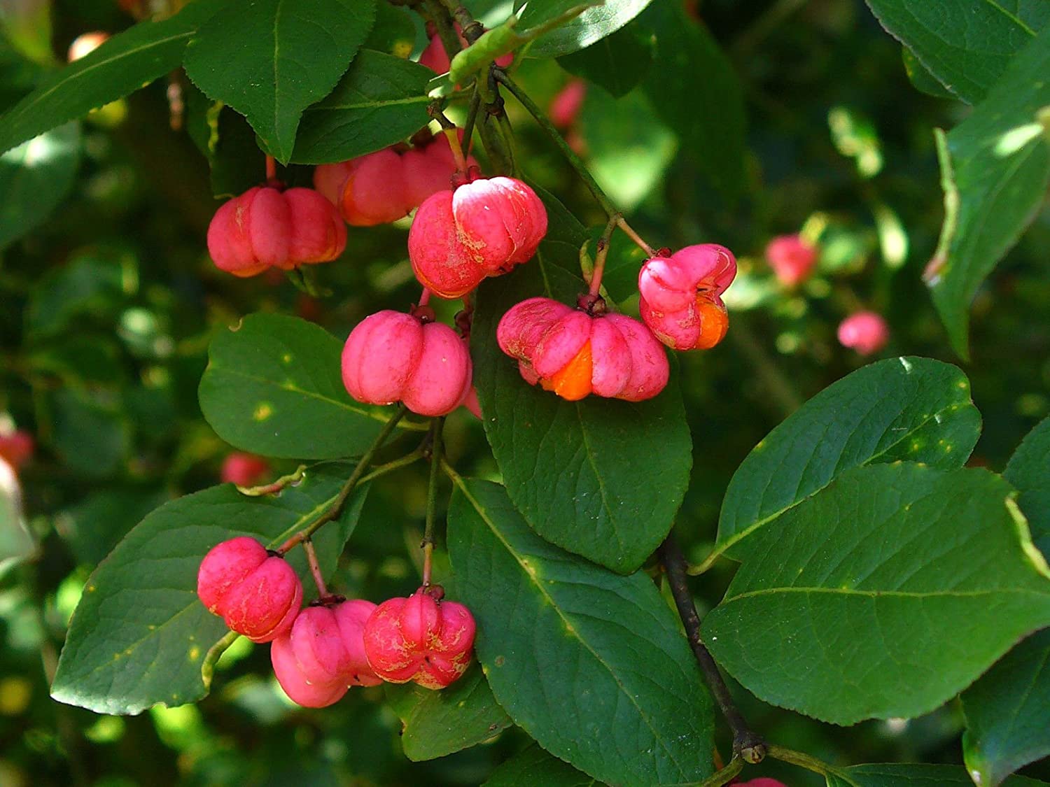 Euonymus Europaeus VIVAI PEDRANI Euonymus Europaeus VIVAI PEDRANI