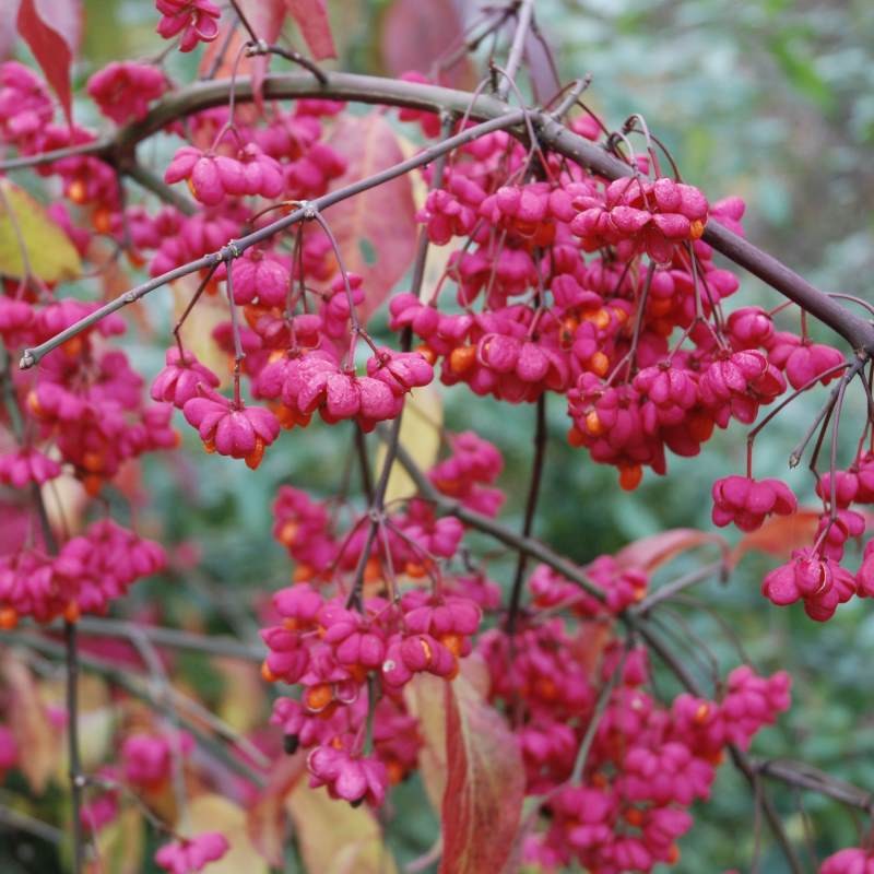 Euonymus europaeus - immagine 3