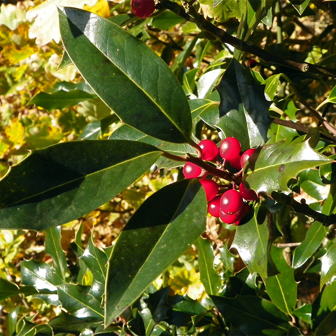 Ilex acquifolium - immagine 4