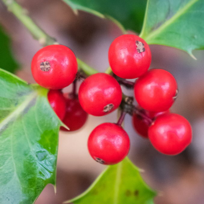 Ilex acquifolium - immagine 3