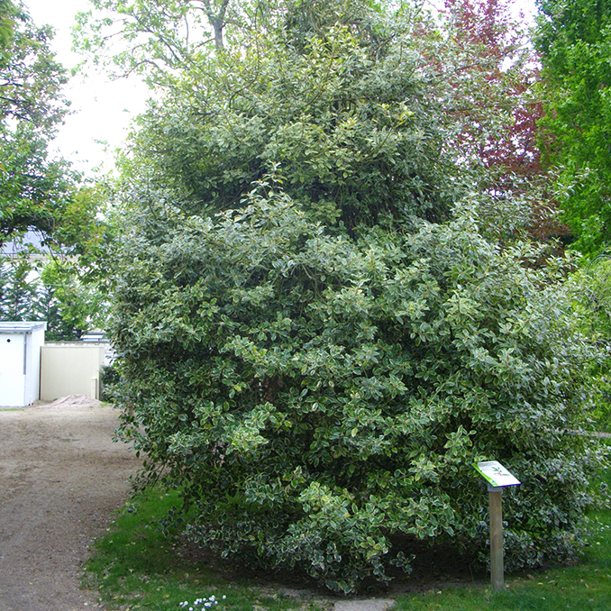 Ilex acquifolium - immagine 2