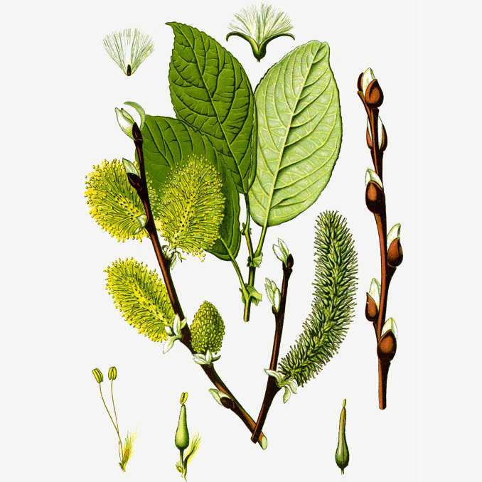 Salix caprea