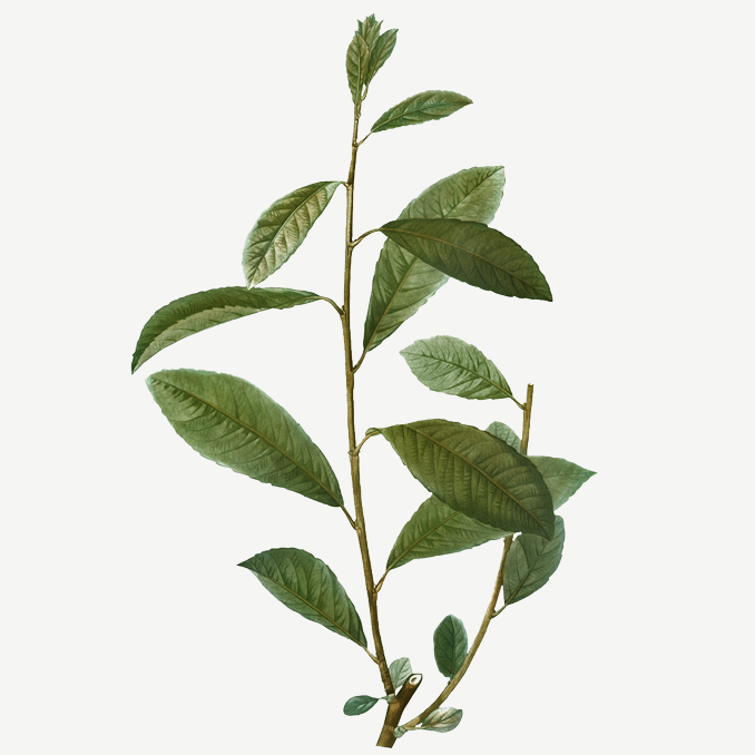 Salix cinerea