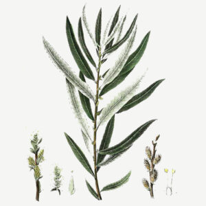 Salix eleagnos