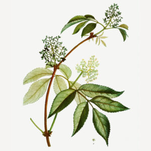 Sambucus racemosa