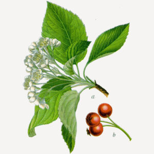Sorbus aria
