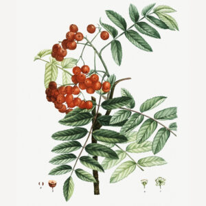 Sorbus aucuparia