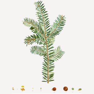 Taxus baccata
