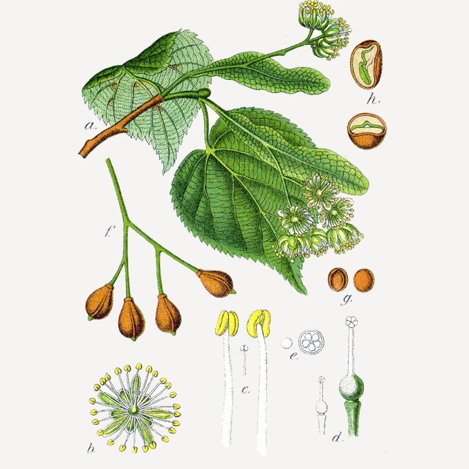Tilia cordata