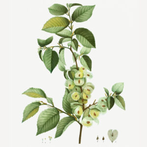 Ulmus minor