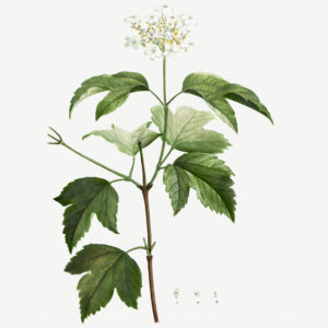 Viburnum opulus