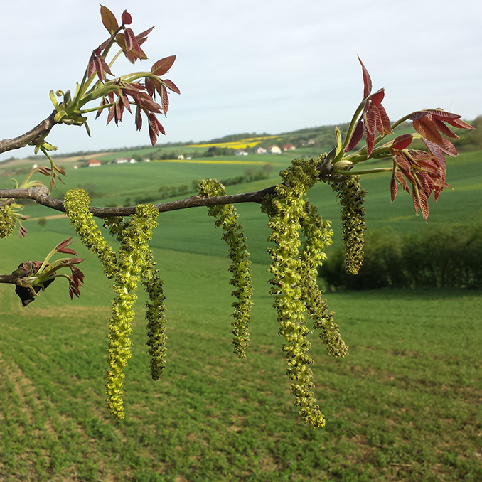 Juglans regia - immagine 4