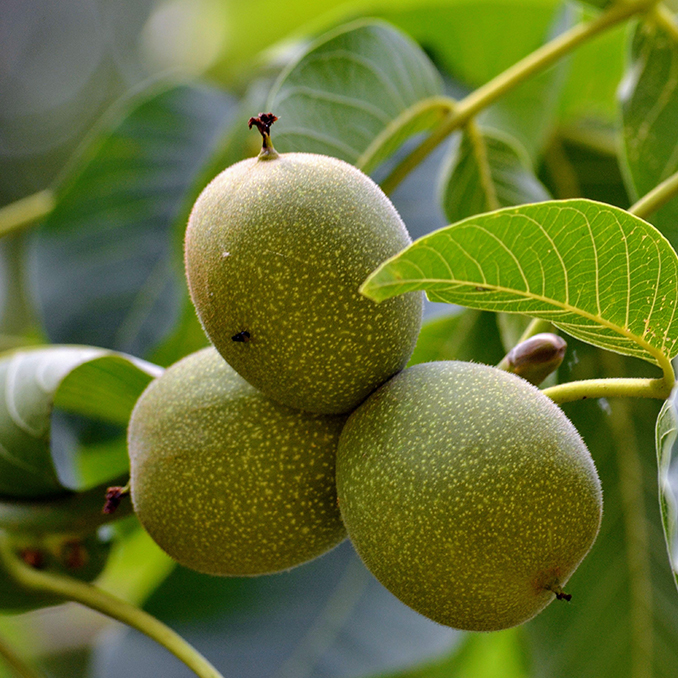 Juglans regia - immagine 3