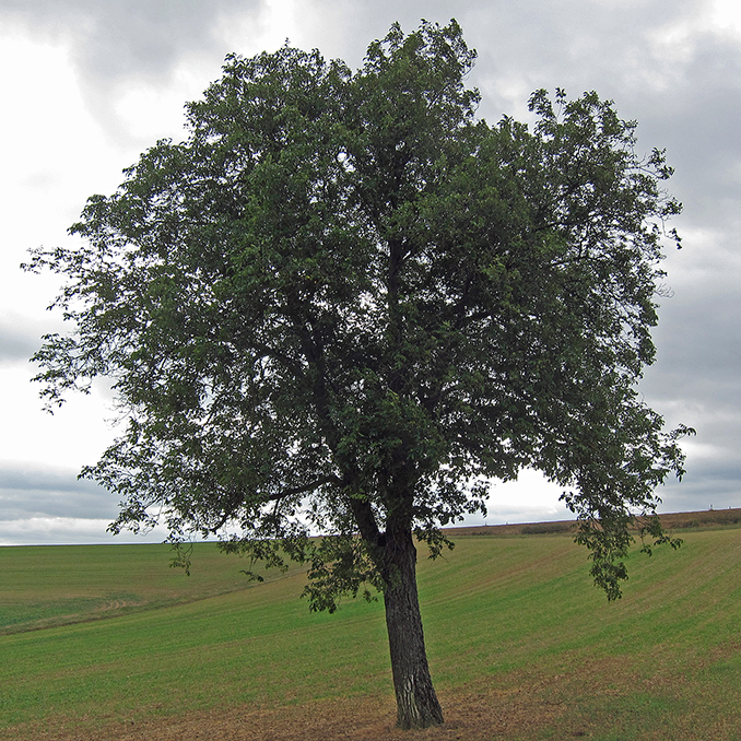 Juglans regia - immagine 2