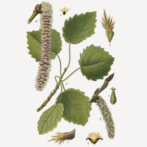 Populus tremula