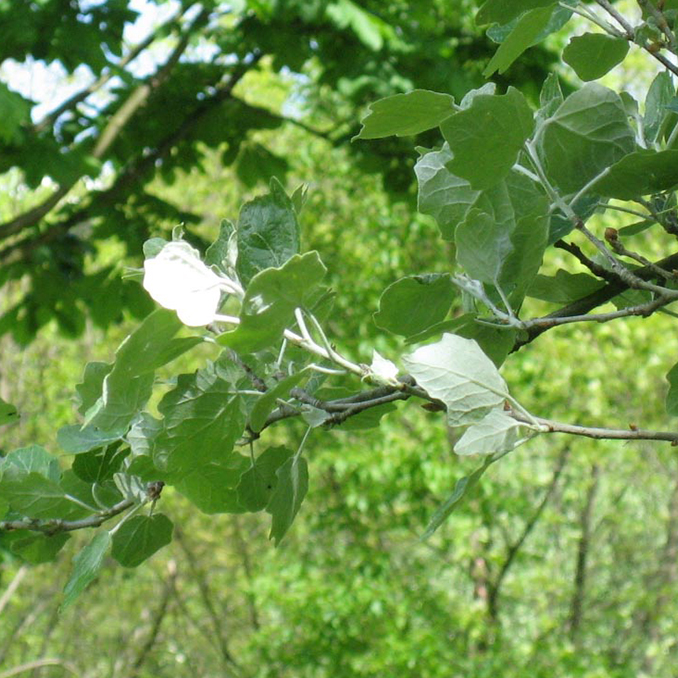 Populus alba - immagine 2