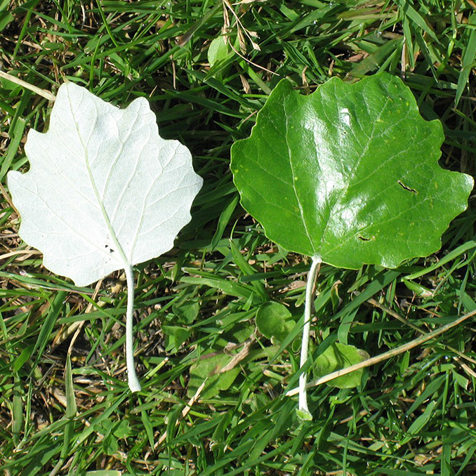 Populus alba - immagine 3