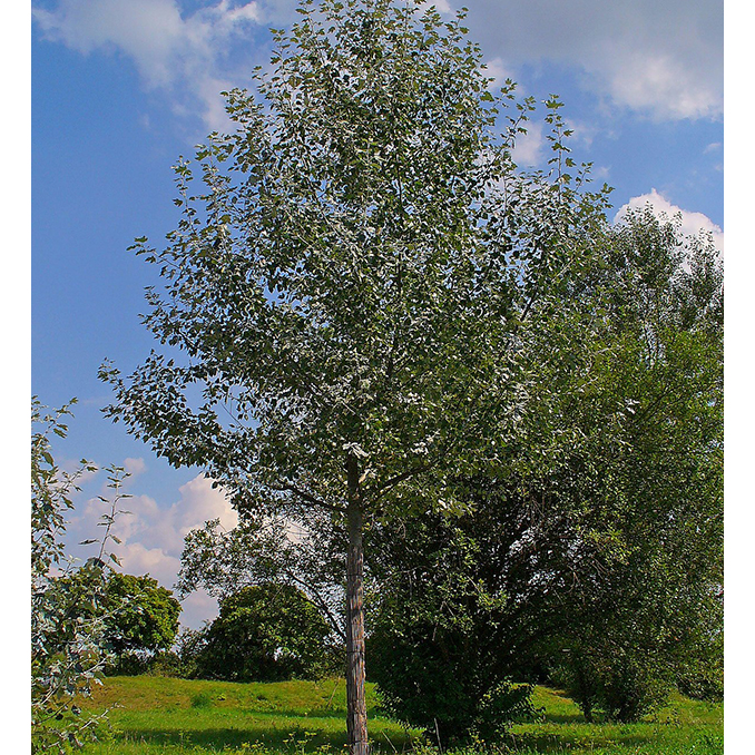 Populus alba - immagine 4