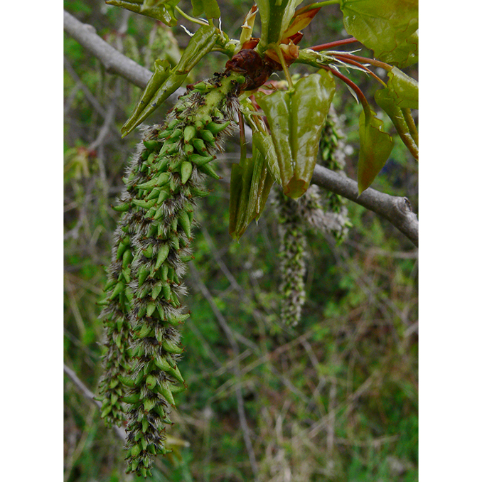 Populus tremula - immagine 2