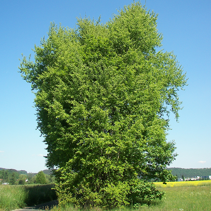 Populus tremula - immagine 3