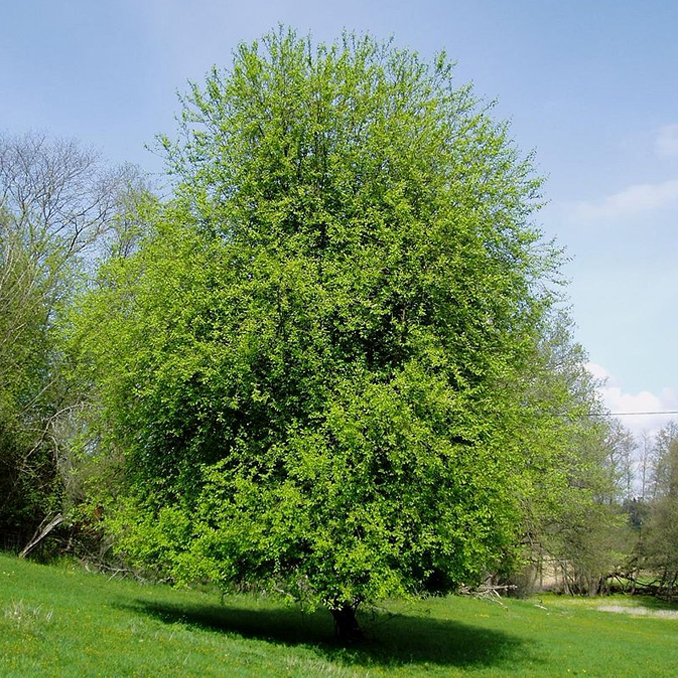 Prunus padus - immagine 2