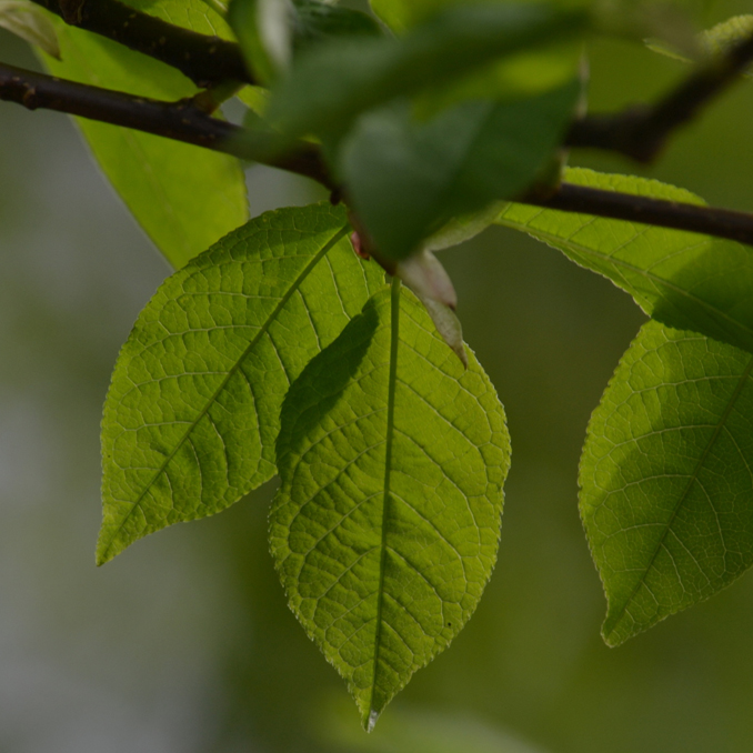 Prunus padus - immagine 4
