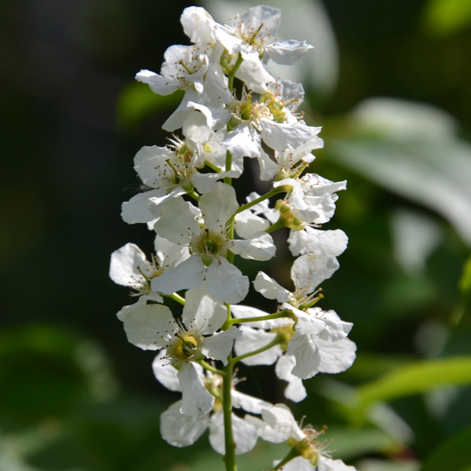 Prunus padus - immagine 3