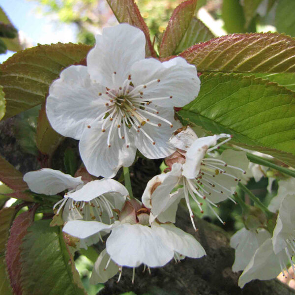 Prunus avium - immagine 2
