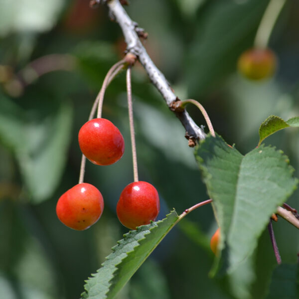 Prunus avium - immagine 4