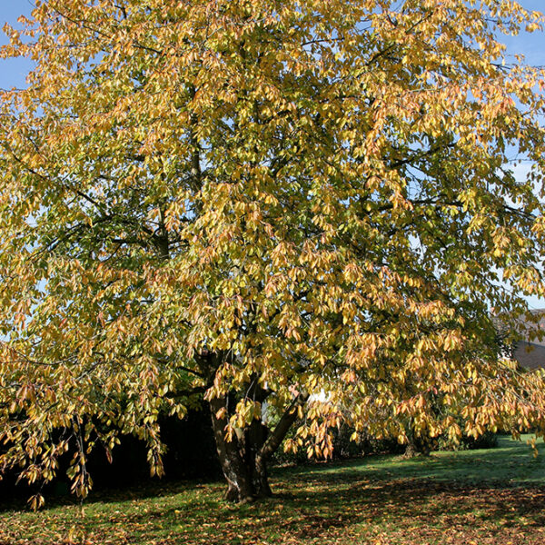 Prunus avium - immagine 3