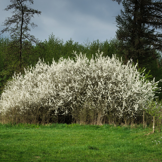 Prunus spinosa - immagine 2