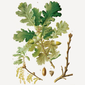 Quercus pubescens