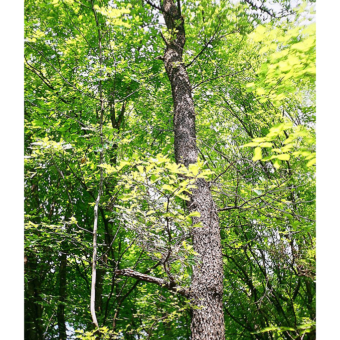 Quercus pubescens - immagine 3