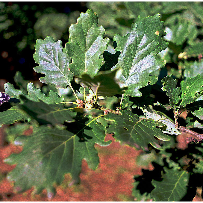 Quercus pubescens - immagine 4