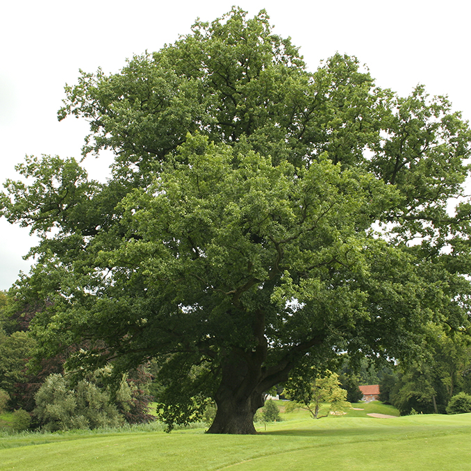 Quercus robur - immagine 3