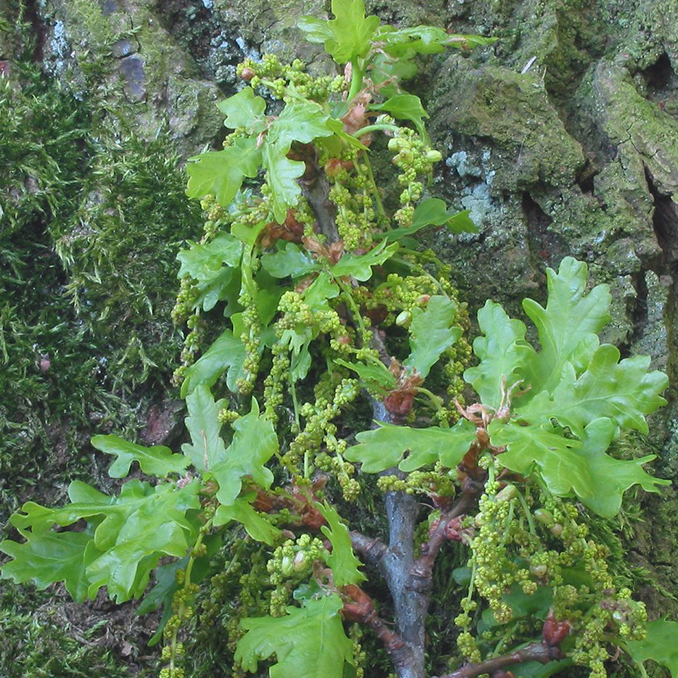 Quercus robur - immagine 2