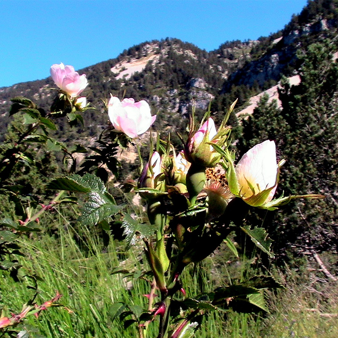 Rosa canina - immagine 2