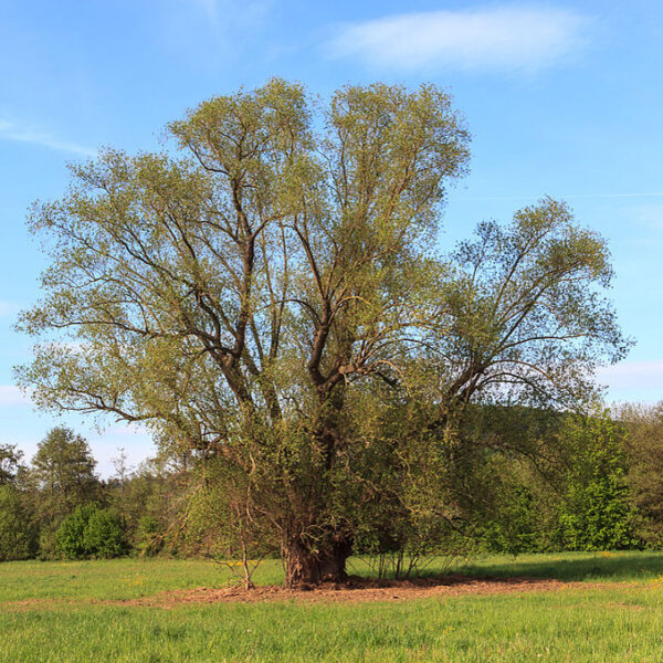Salix alba - immagine 3