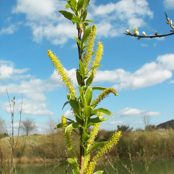 Salix alba - immagine 2