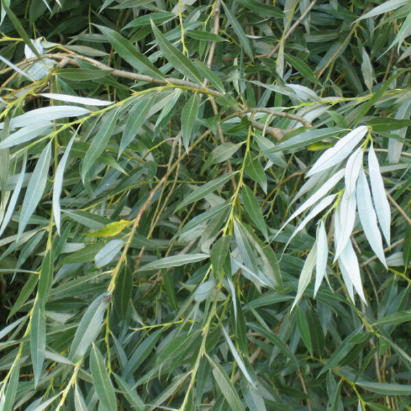 Salix alba - immagine 4