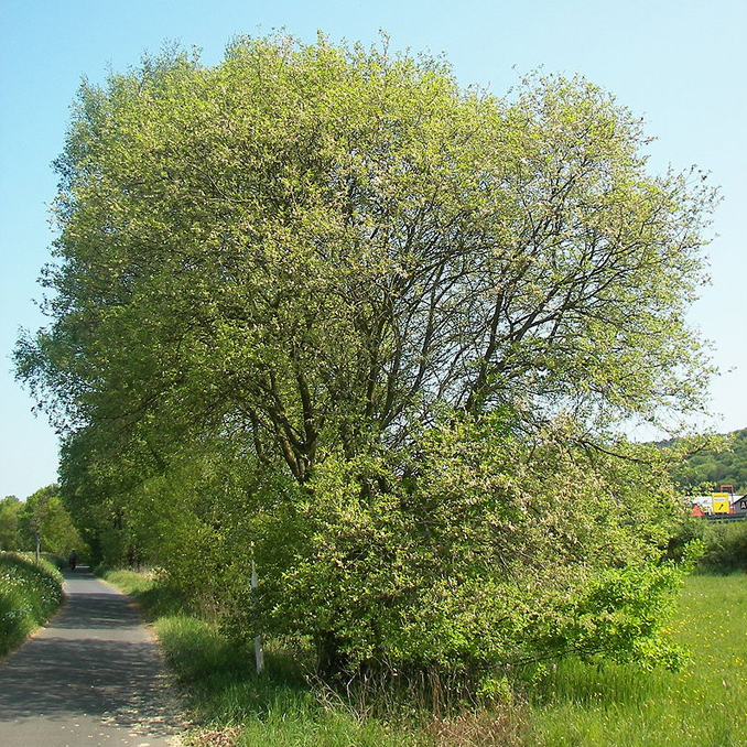 Salix caprea - immagine 4